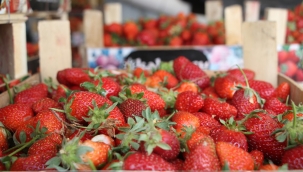 Kula'da hormonsuz çilek hasadı