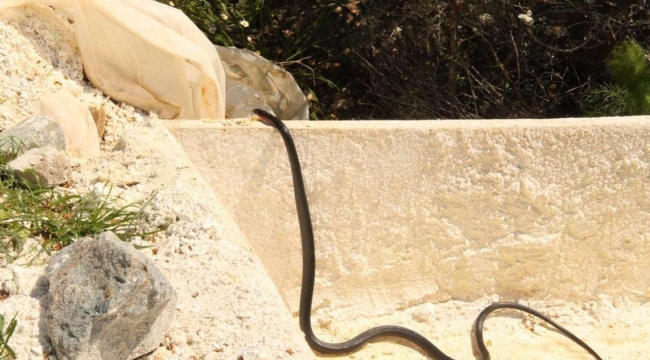 Kuşadasın'da zehirli yılan tedirginliği