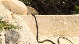 Kuşadasın'da zehirli yılan tedirginliği