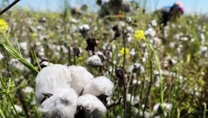 Pamuk ihracatında değişiklik