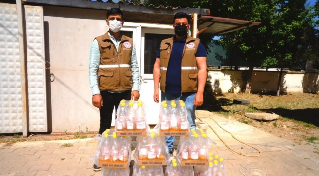 Sarıgöl'de kiraz 'düşmanı' Sirke Sineğiyle mücadele