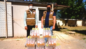 Sarıgöl'de kiraz 'düşmanı' Sirke Sineğiyle mücadele