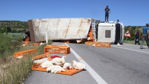 Tavuk yüklü TIR devrildi,çok sayıda tavuk telef oldu