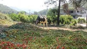 Üretici satamadı tonlarca ürün çöpe atıldı