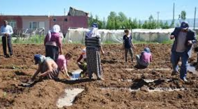 Türkiye'de 26 il,113 ilçe ve 2 bin 301 köyde tütün ekildi