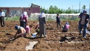 Türkiye'de 26 il,113 ilçe ve 2 bin 301 köyde tütün ekildi