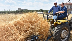 Akhisar'da 'karakılçık' buğday hasadı başladı 