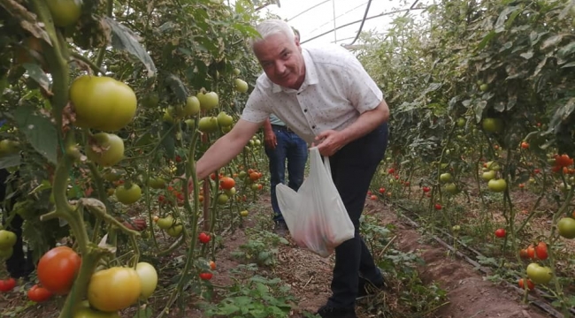 Başkan Bilgin domates topladı