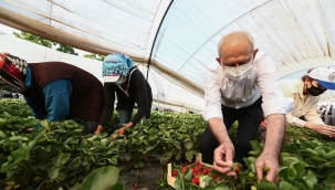 CHP lideri Kılıçdaroğlu, çiftçilerle''omuz-omuza' çilek topladı