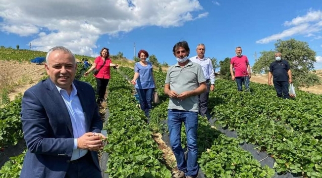 CHP'liler üreticilerle çilek topladı