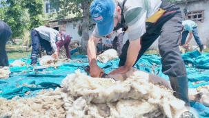 Demirci'de 80 bin koyunun yün kırkımı başladı