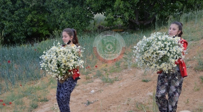  İlaç, kozmetik ve meşrubat sanayinde kullanılan papatyalar gelir kapısı