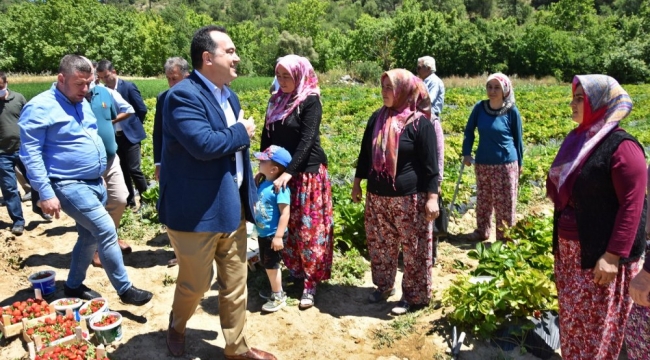 Kadın üreticilere dağıtılan çilek fideleri ilk meyvesini verdi