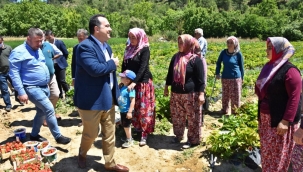 Kadın üreticilere dağıtılan çilek fideleri ilk meyvesini verdi