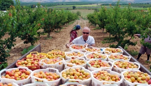 Salihli'de Zaza çinsi kayası hasadı başladı