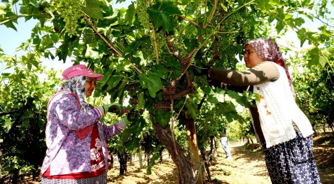 Sarıgöl'de bağlarda salkımlarda 'çilmikleri' alma başladı