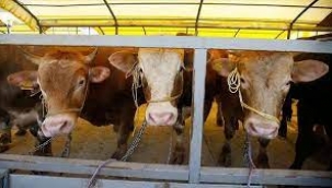 Yüzde 20 zamlanan kurbanlık fiyatlar belirlendi