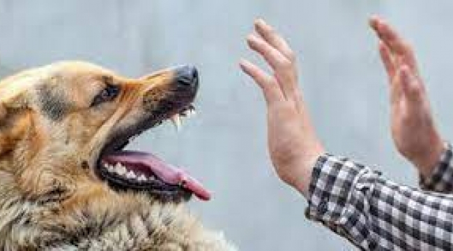 ABD kuduz riski nedeniyle Türkiye'den ülkeye köpek girişini yasakladı