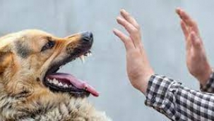 ABD kuduz riski nedeniyle Türkiye'den ülkeye köpek girişini yasakladı