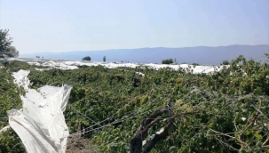 Bağlarda zarar tespit çalışmaları başladı