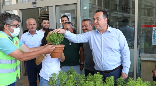 Belediye vatandaşa ücretsiz fesleğen dağıttı