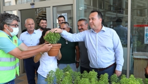 Belediye vatandaşa ücretsiz fesleğen dağıttı