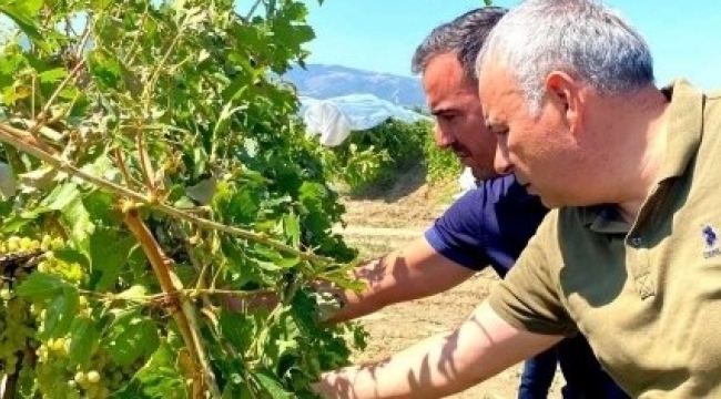 CHP'li Bakırlıoğlu zarar gören bağları gezdi