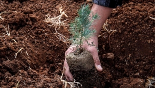 Dutlulu, her personeli için TEMA'ya bir fidan bağışladı