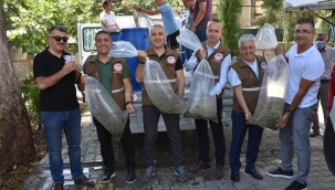 Manisa'da 28 baraj gölüne 694 bin sazan bırakıldı