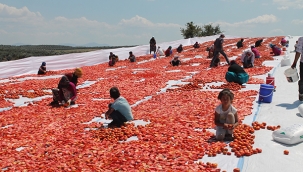 Manisa'da kurutulan domatesler dünya pazarında