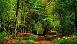 Manisa'da ormanlık alanlara girişler yasaklandı