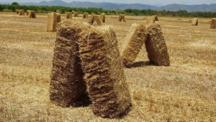 Saman altın oldu,tonu 1.250 liraya yükseldi