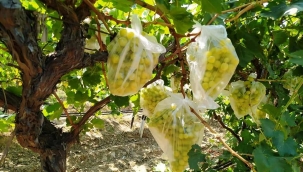 Sarıgöl'de bir ilk,4 bin üzüm poşetlendi