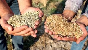 TMO'dan buğday ve arpa alımı için uluslararası ihale