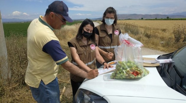 Ürünlerde hasat öncesi denetimler hızlandı