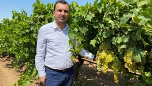 CHP'li Başvirgen "Üzüm fiyatı bu sene 17 TL'nin altında olmamalı''