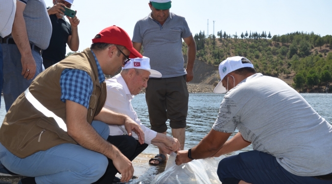 Demirci'de sulama barajlarına 25 bin balık bırakıldı