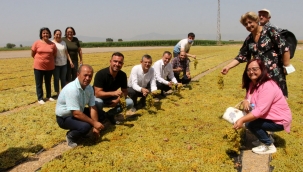 Güneşin altında üzümle birlikte yanan üretici fiyat bekliyor