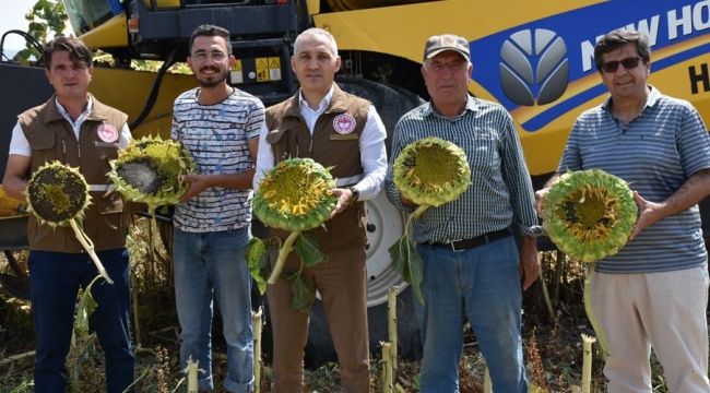 Kırkağaç'ta çerezlik ayçiçeği hasadı başladı