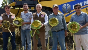 Kırkağaç'ta çerezlik ayçiçeği hasadı başladı