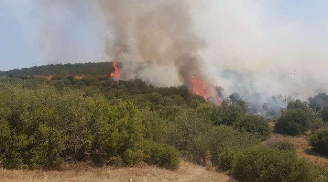 Manisa'da makilik ve ormanlık alanda yangın