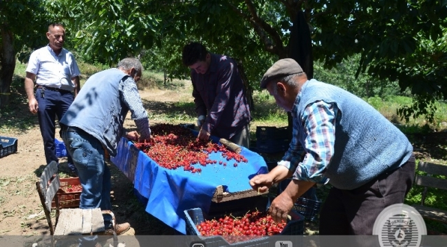 Mevsimin son kirazı Demirci'de toplanıyor