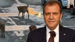 Polis köpekten ürktü, başkandan şikâyetçi oldu valilik soruşturma başlattı