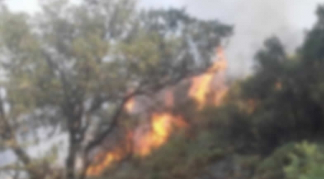 Sarıgöl'de ormanlık alanda yangın