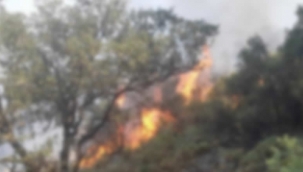 Sarıgöl'de ormanlık alanda yangın