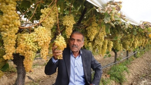 Sarıgöl ziraat odası başkanı Ülgen'den üzüm alımları için TMO'ya çağrı