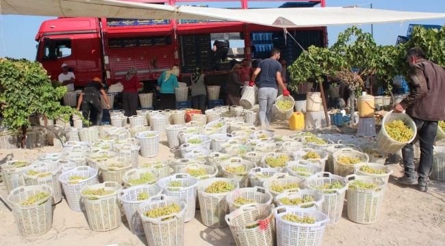 Üzüm yüklü TIR'lar yola çıktı
