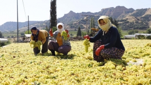 Üzümler kurutulmak için serildi