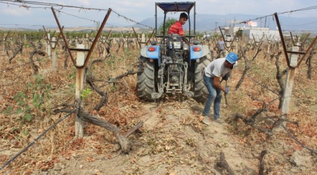 Ağlayarak 33 yıldır emek verdiği üzüm bağını kökledi