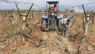 Ağlayarak 33 yıldır emek verdiği üzüm bağını kökledi